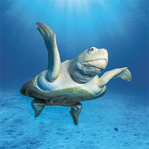 Oliv-Bastardschildkröte | OceanCare