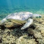 Wallriffschildkröte | OceanCare
