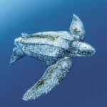 Lederschildkröte | OceanCare