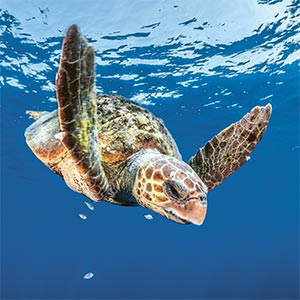 Unechte Karettschildkröte | OceanCare