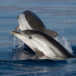 Streifendelfine im Golf von Korinth