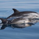 Zwei Streifendelfine | OceanCare