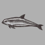 Vaquita - Schweinswal vom Aussterben bedroht
