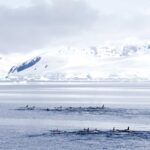 Orcas in der Antarktis