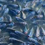 Tierwohl: Tilapia - Dichtestress in Aquakultur
