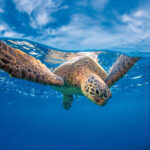 Meeresschildkröte schwimmt an Wasseroberfläche | OceanCare