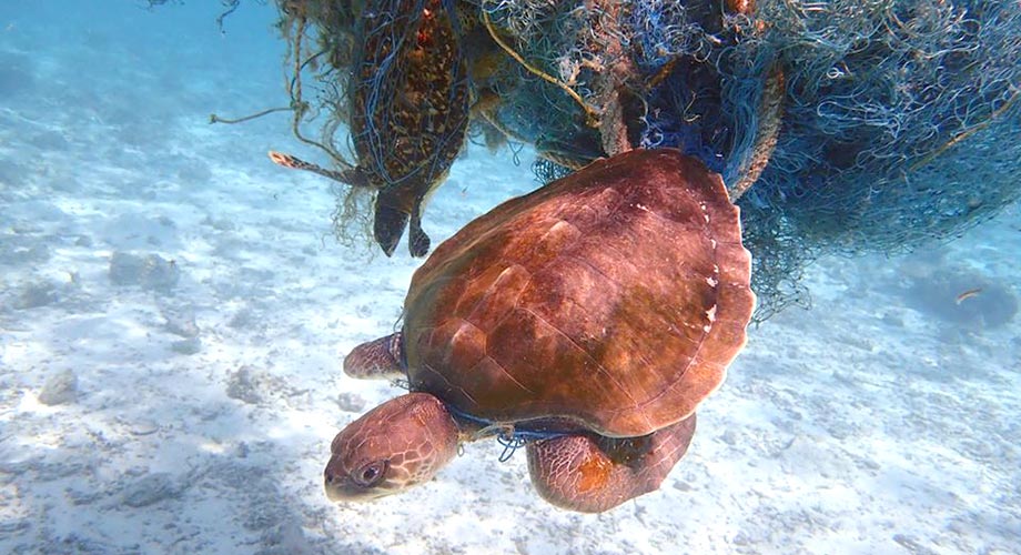 Meeresschildkröte tauchend und gefangen in Geisternetz | OceanCare