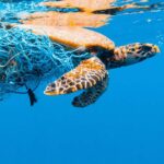 Meeresschildkröte an Wasseroberfläche mit Geisternetz | OceanCare