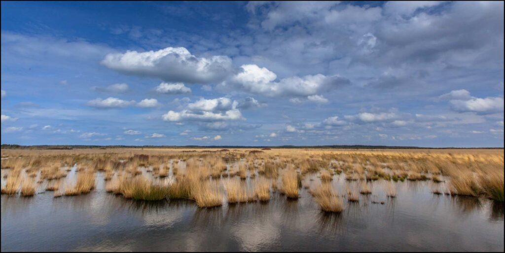 EU Nature Restoration Law: Natura 2000 Nature Reserve Fochtelooerveen