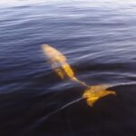 Beluga Whale in Arctic Waters