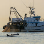 Delfine Adria: Grosse Tümmler und Trawler