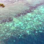 Reef Crest Bleaching