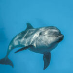Bottlenose Dolphin | OceanCare