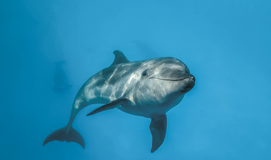 Bottlenose Dolphin | OceanCare