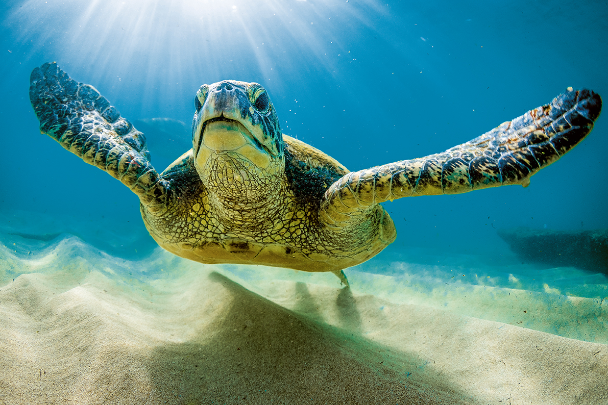 Hawaiian Green Sea Turtle | OceanCare