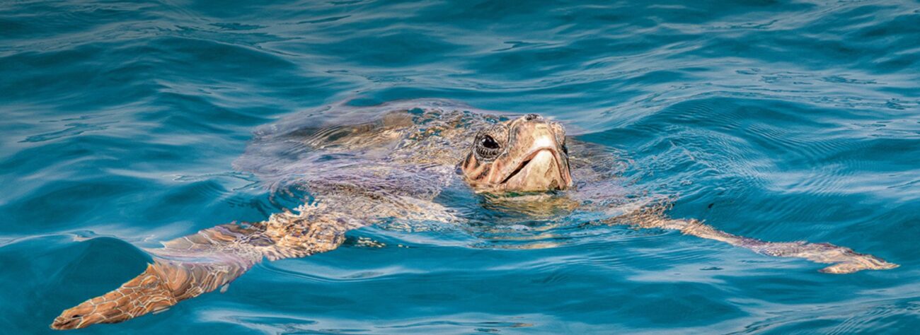 Meeresschildkröte | OceanCare