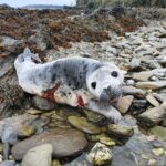 injured grey seal pup photo by BDMLR