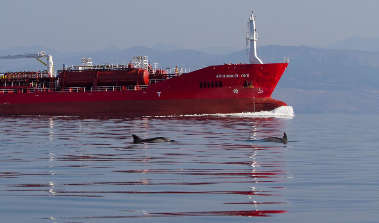 Unterwasserlärm: Delphine um Frachtschiff