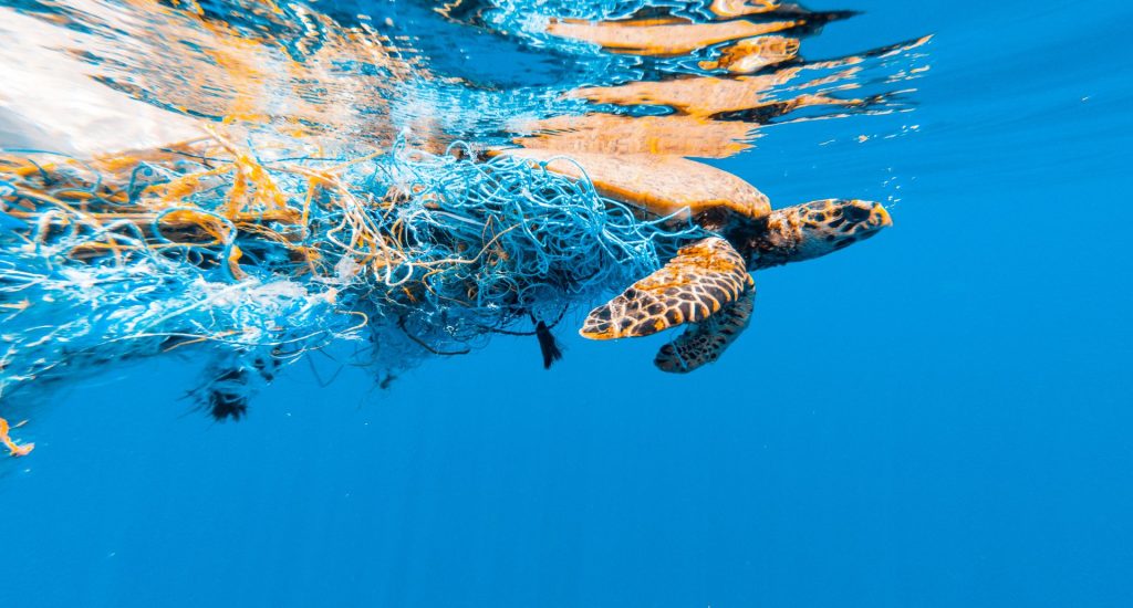 Meeresschildkröte mit Plastiknetz