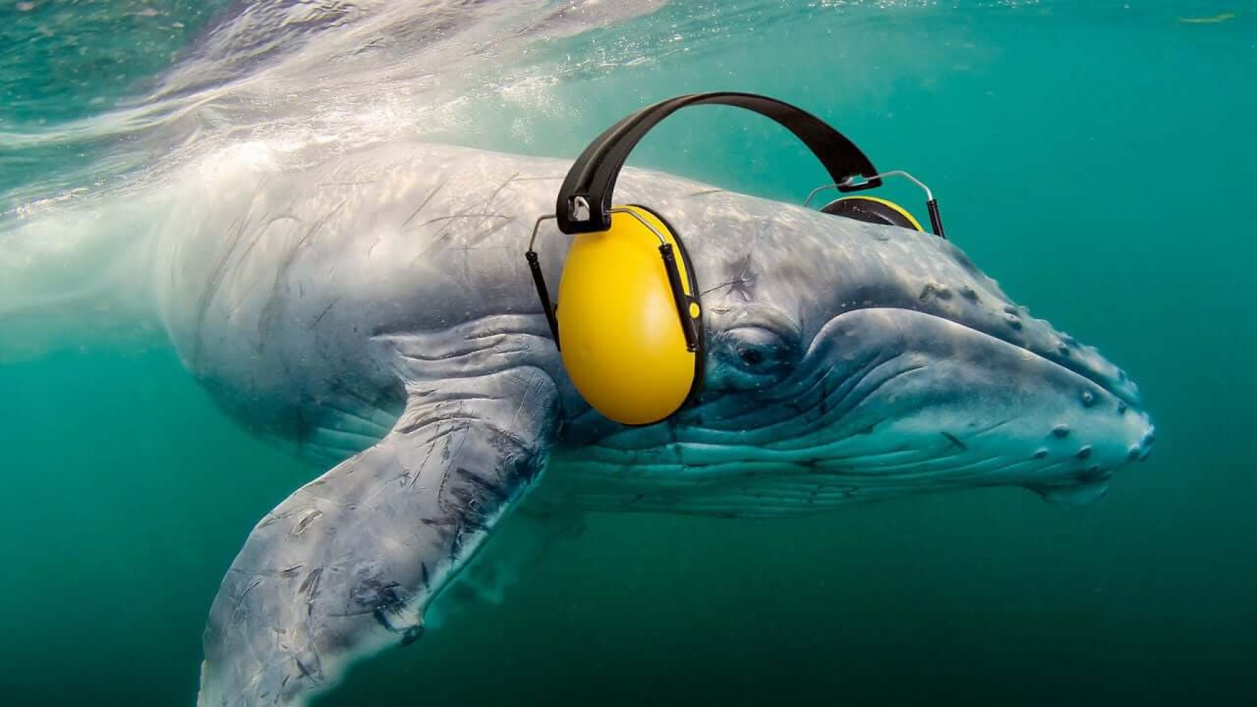 Unterwasserlärm-Kampagne OceanCare Wal mit Kopfhörer
